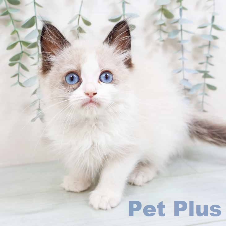 ラグドールの写真2