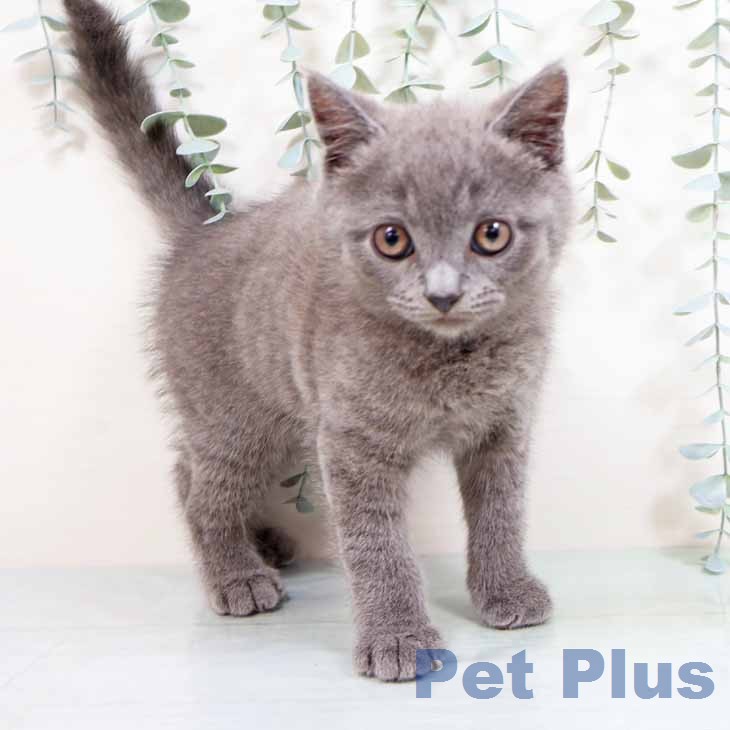 ブリティッシュショートヘア