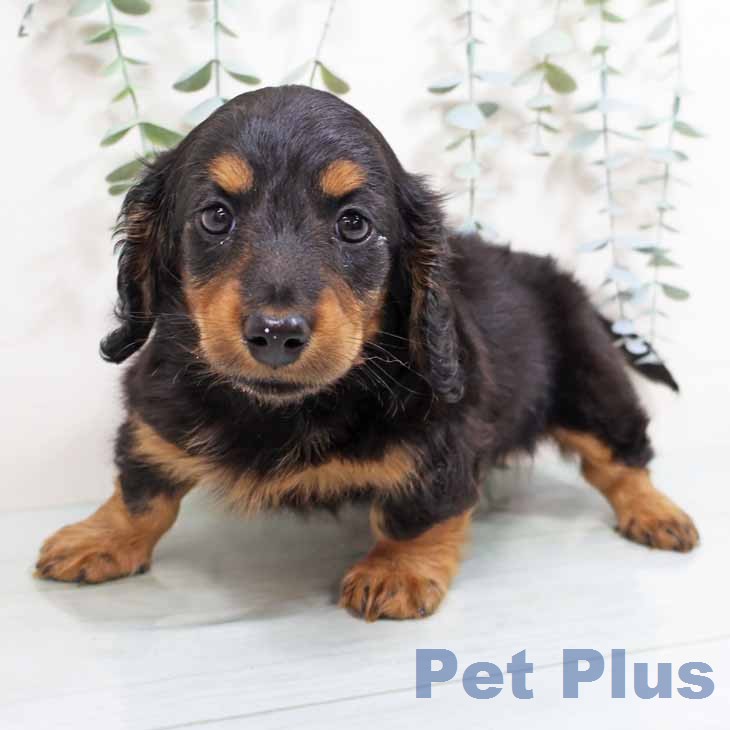 ミニチュア・ダックスフンドの写真2