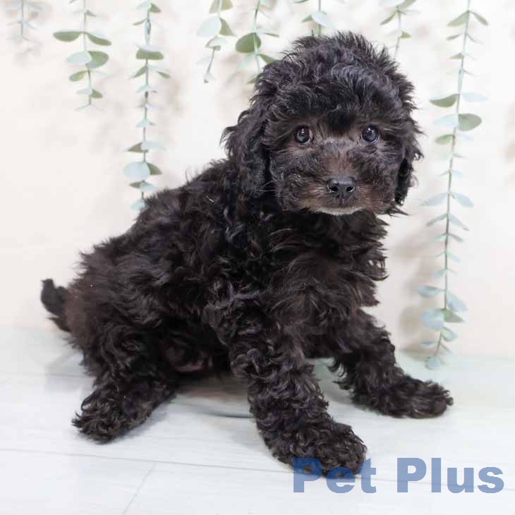 トイ・プードル