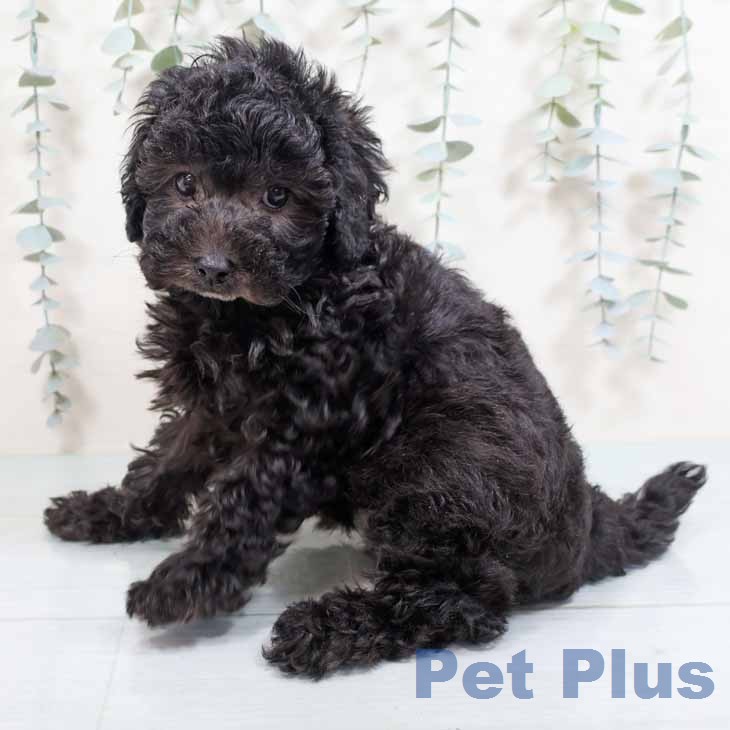 トイ・プードル