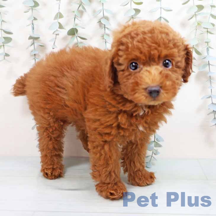 トイ・プードル