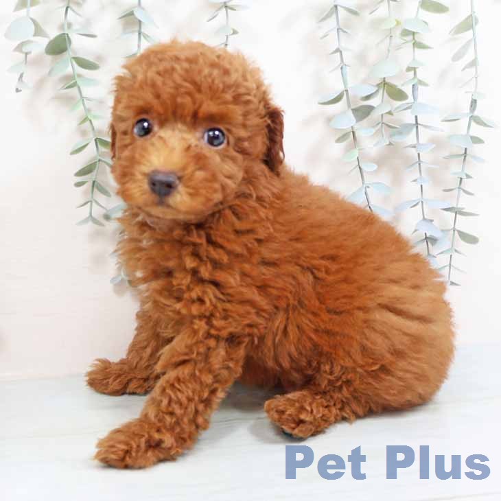 トイ・プードルの写真2