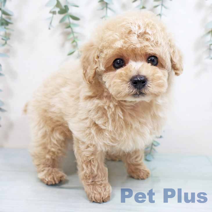 トイ・プードル