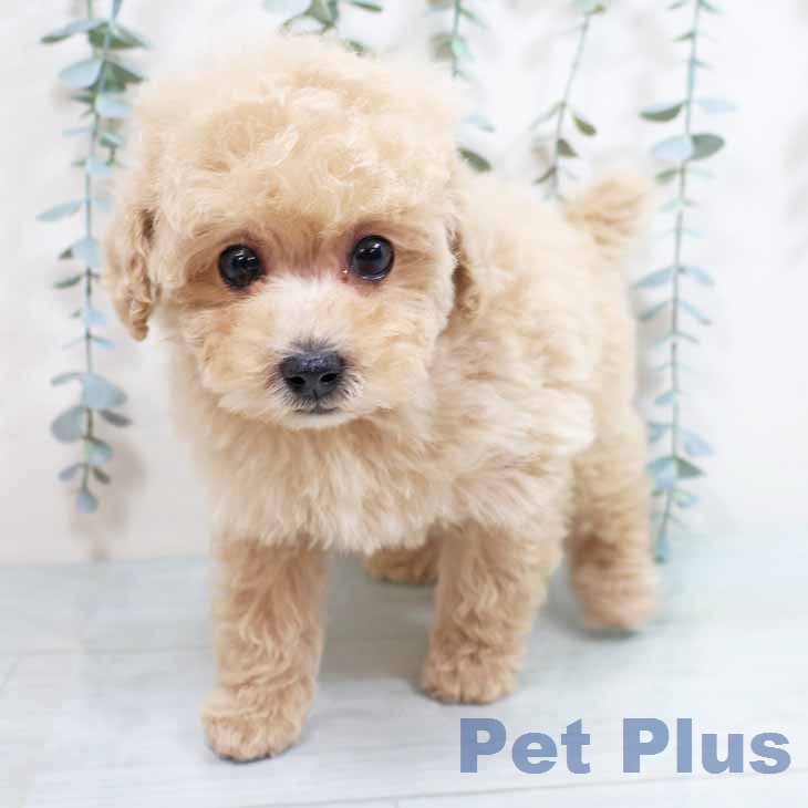 トイ・プードルの写真2