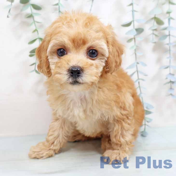 トイ・プードルの写真2