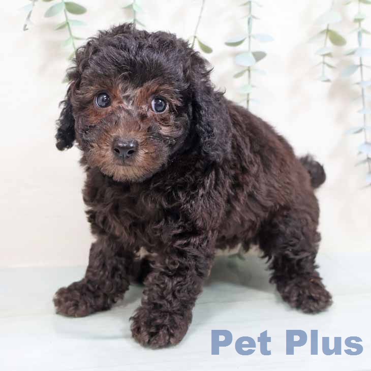 トイ・プードル