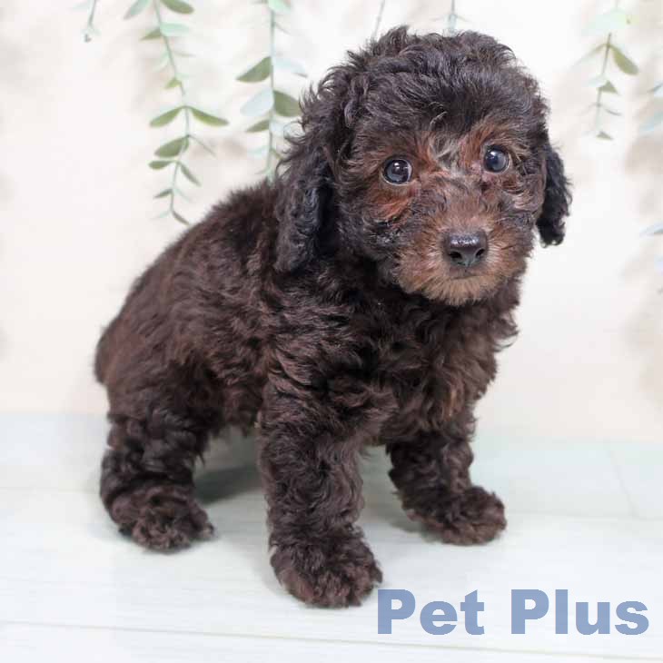 トイ・プードルの写真2