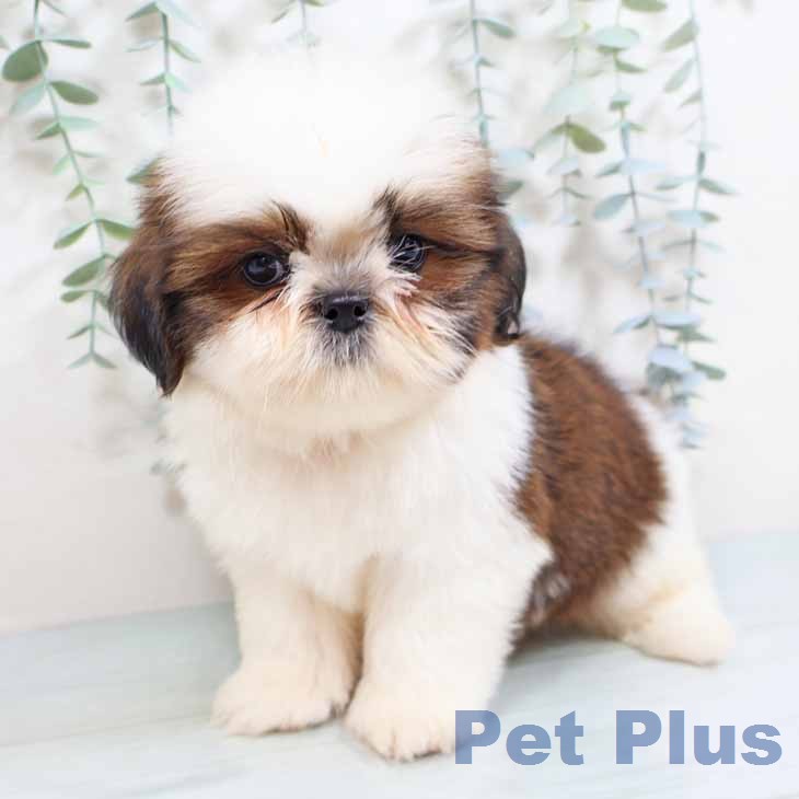 シー・ズーの写真2