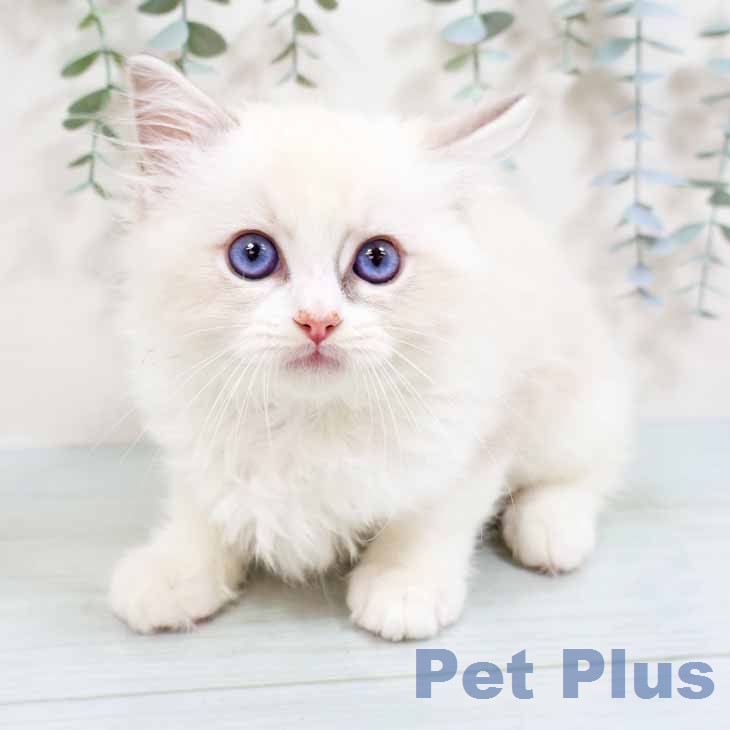 ラグドールの写真2