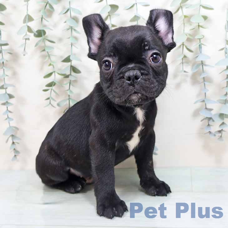 フレンチ・ブルドッグ