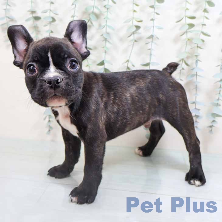 フレンチ・ブルドッグ