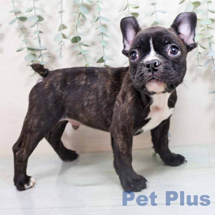 フレンチ・ブルドッグの写真2