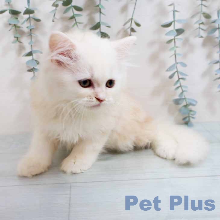 ラガマフィンの写真2