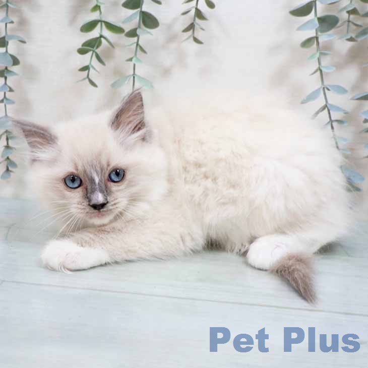 ラグドールの写真2