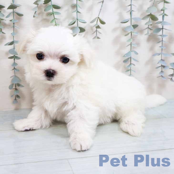 マルチーズの写真2