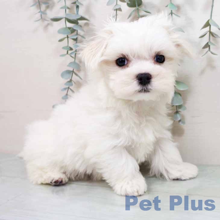 マルチーズの写真2