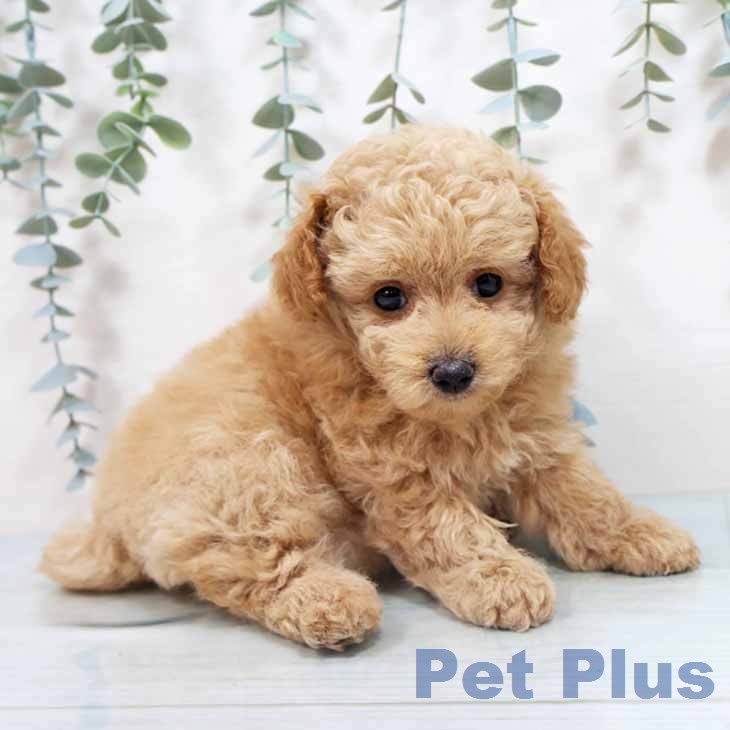 トイ・プードルの写真2