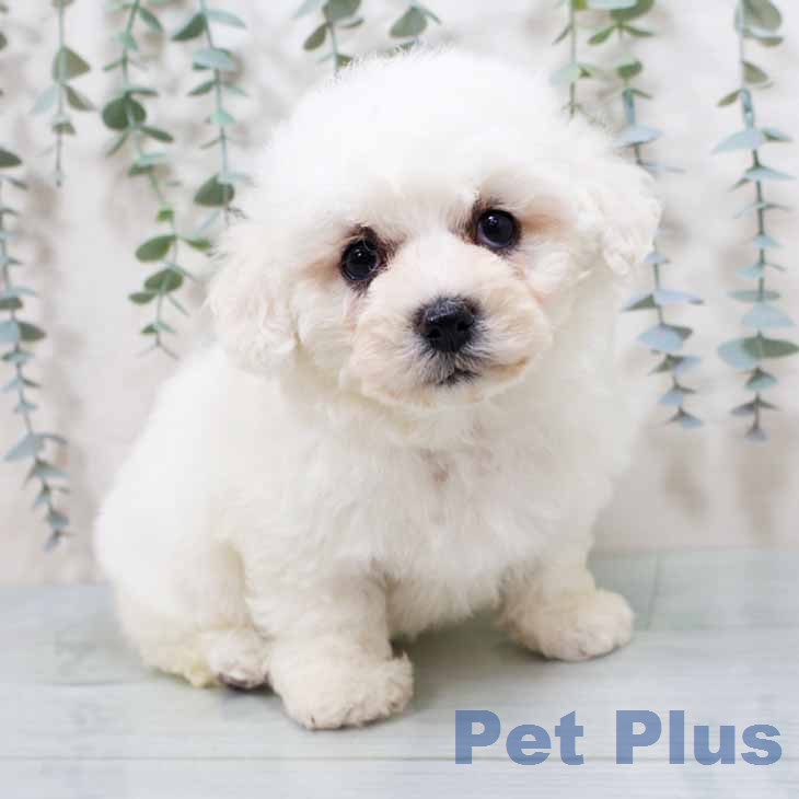 ビション・フリーゼ