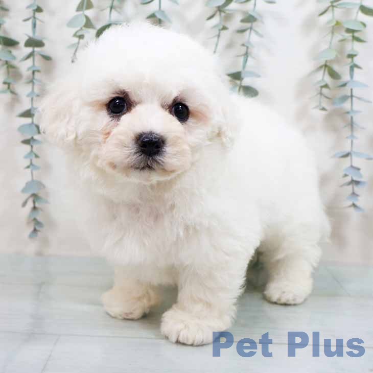 ビション・フリーゼの写真2