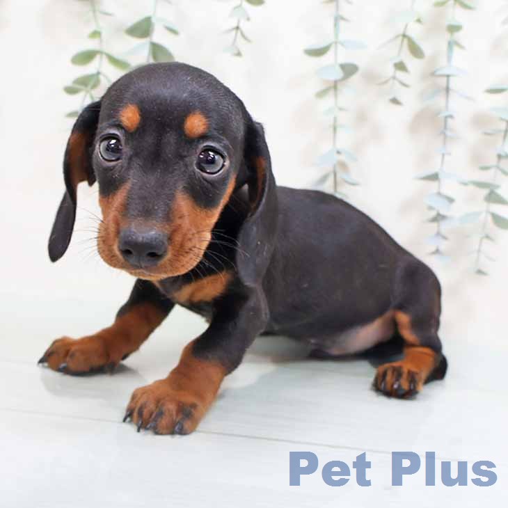 ミニチュア・ダックスフンド