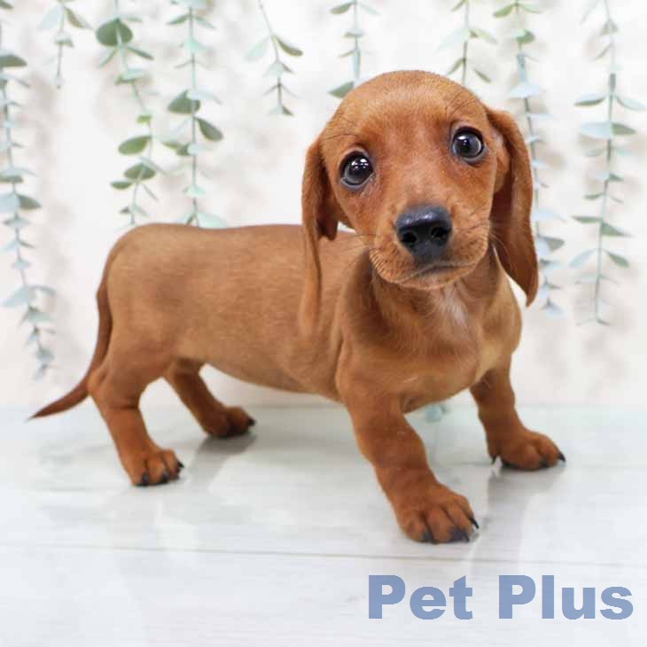 ミニチュア・ダックスフンド