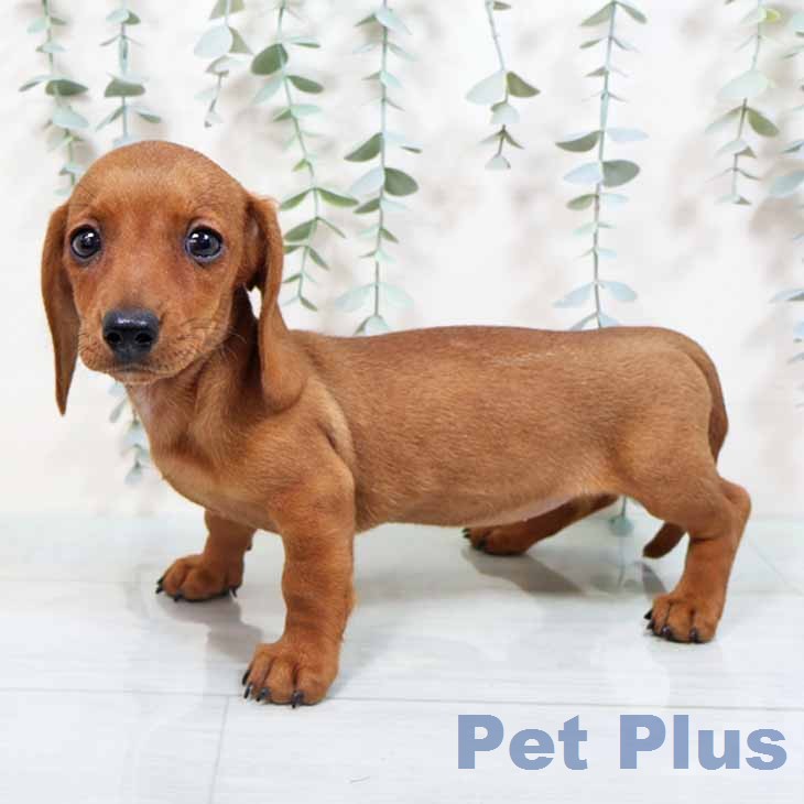 ミニチュア・ダックスフンドの写真2