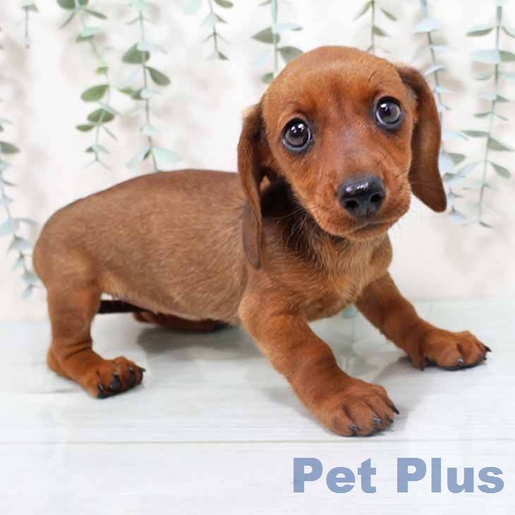 ミニチュア・ダックスフンド