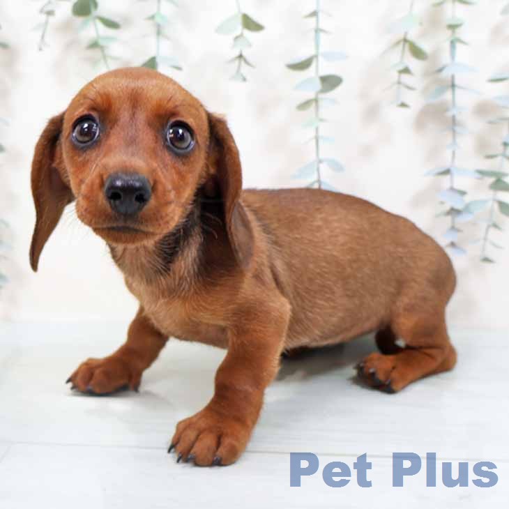 ミニチュア・ダックスフンドの写真2