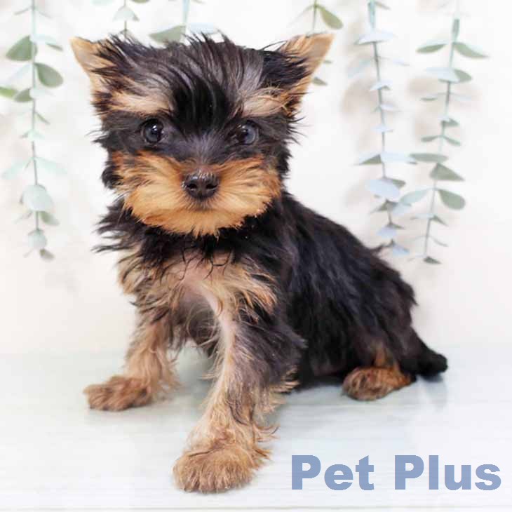 ヨークシャー・テリア