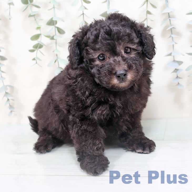 トイ・プードル