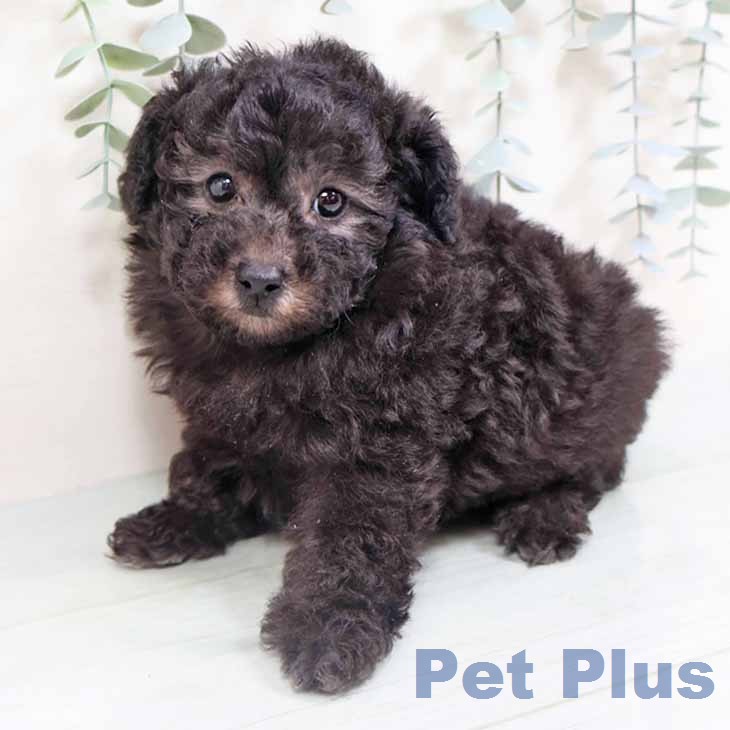 トイ・プードルの写真2