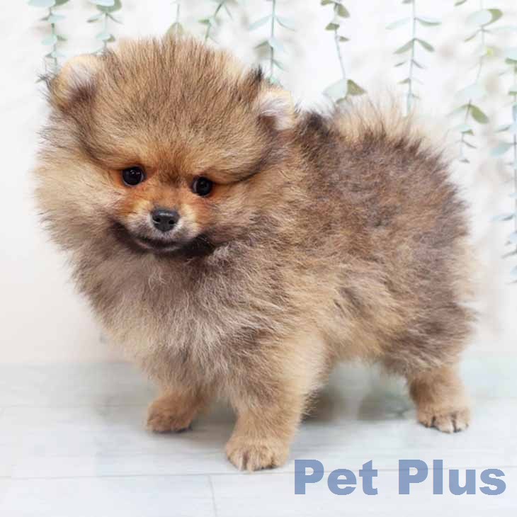 ポメラニアンの写真2