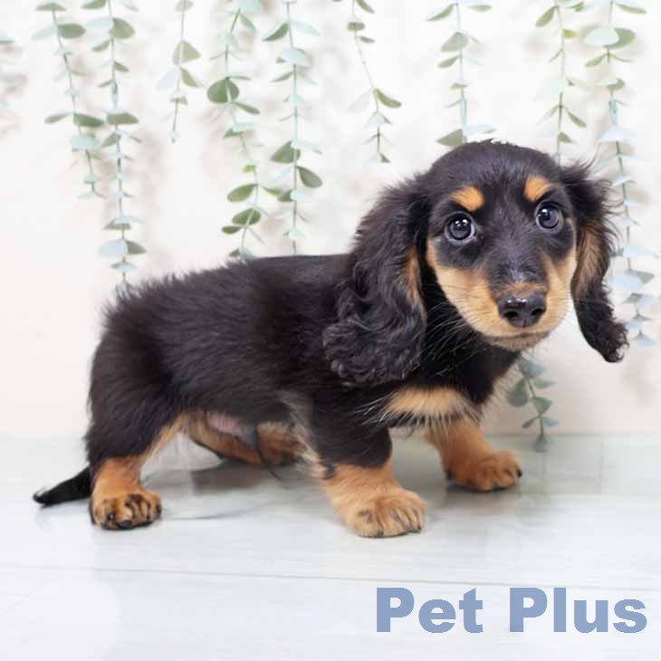 ミニチュア・ダックスフンドの写真2