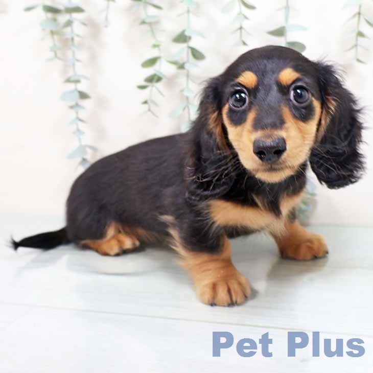 ミニチュア・ダックスフンド