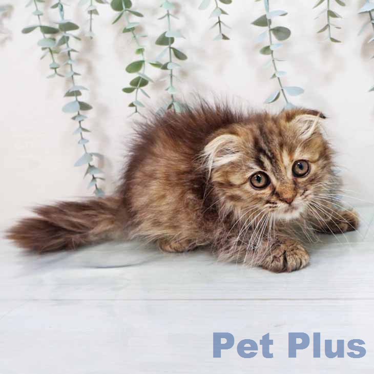 スコティッシュフォールド