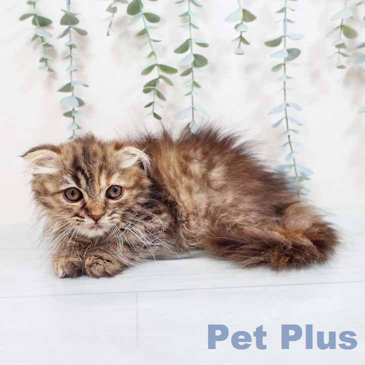 スコティッシュフォールドの写真2