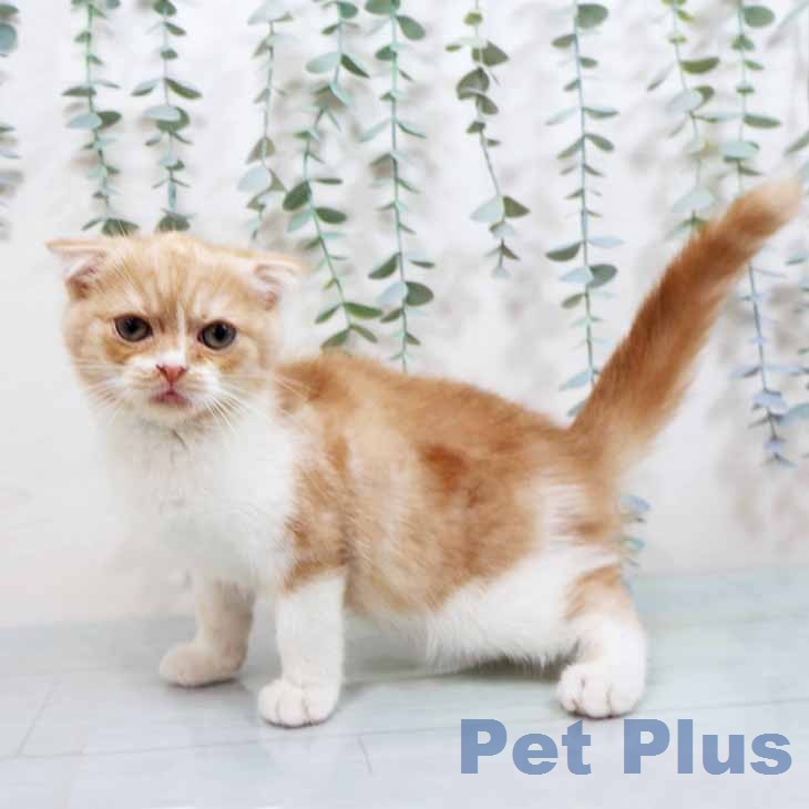 スコティッシュフォールドの写真2