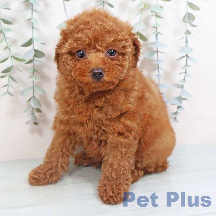 トイ・プードル