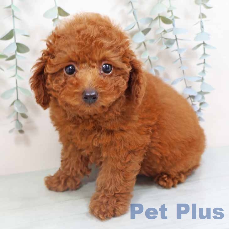 トイ・プードル