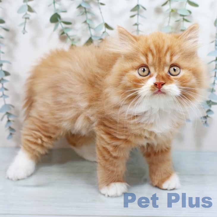 ラガマフィンの写真2