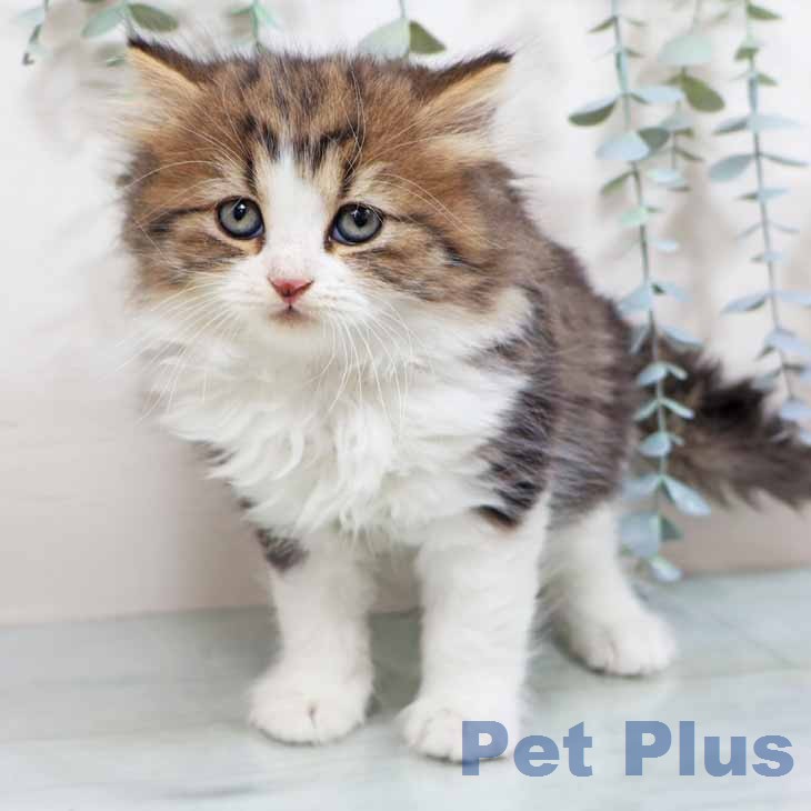 スコティッシュフォールド