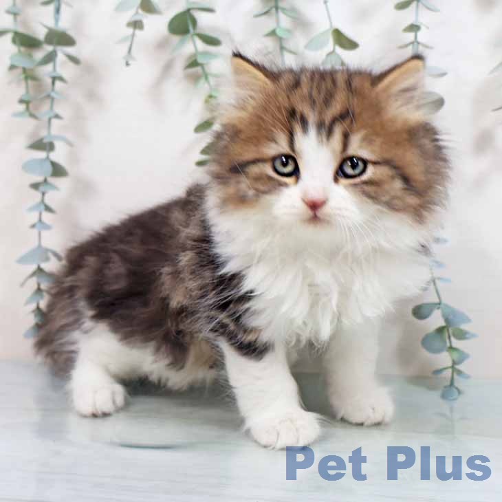 スコティッシュフォールドの写真2