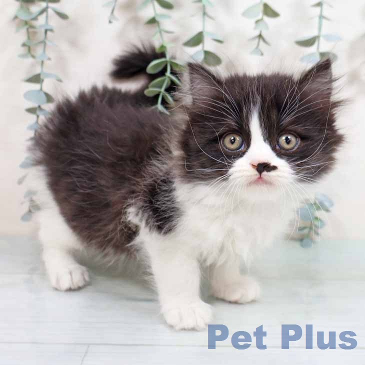 スコティッシュフォールド