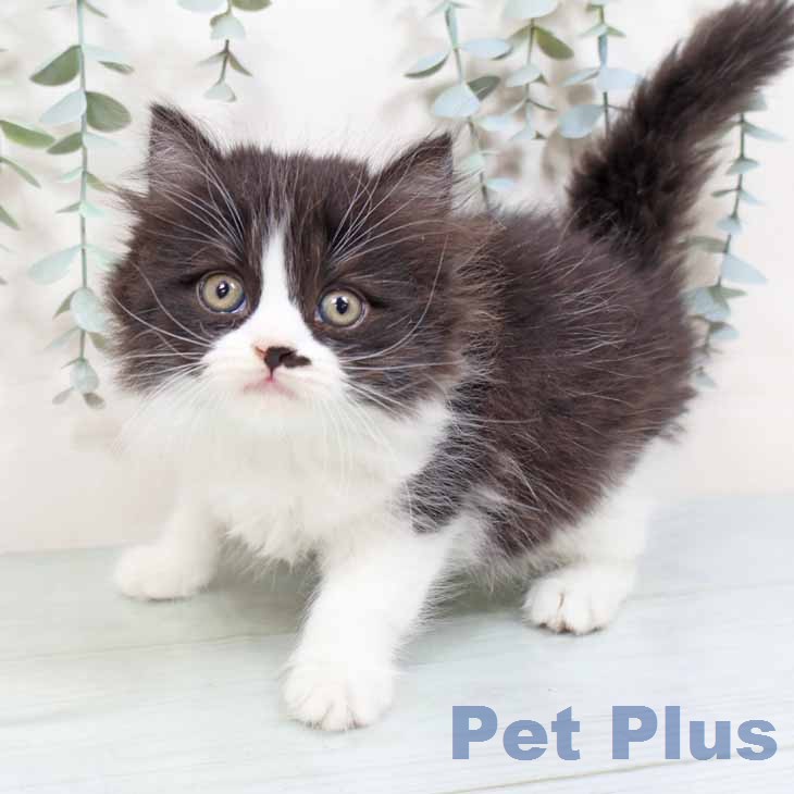 スコティッシュフォールドの写真2