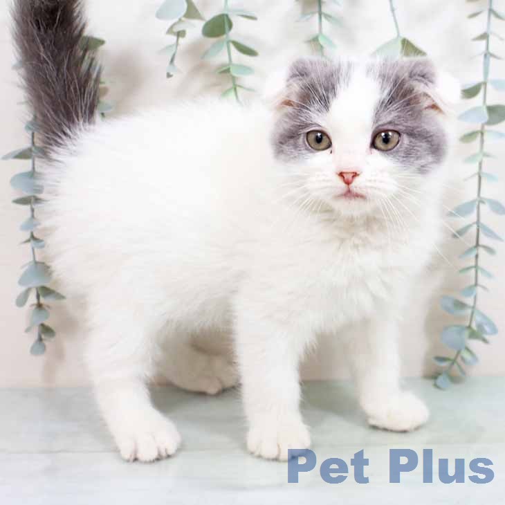 スコティッシュフォールド