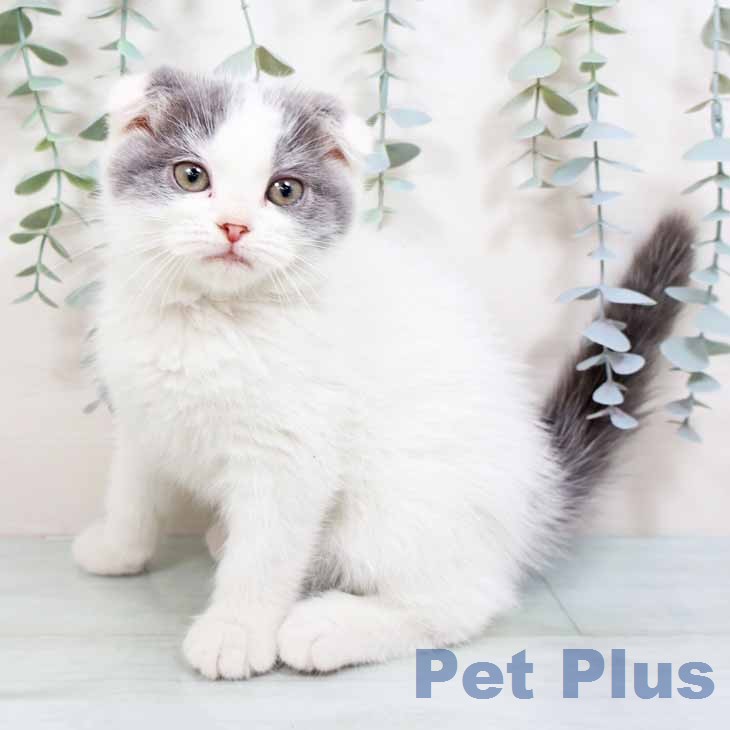 スコティッシュフォールドの写真2