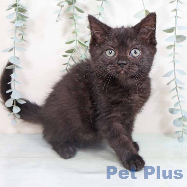 スコティッシュフォールド