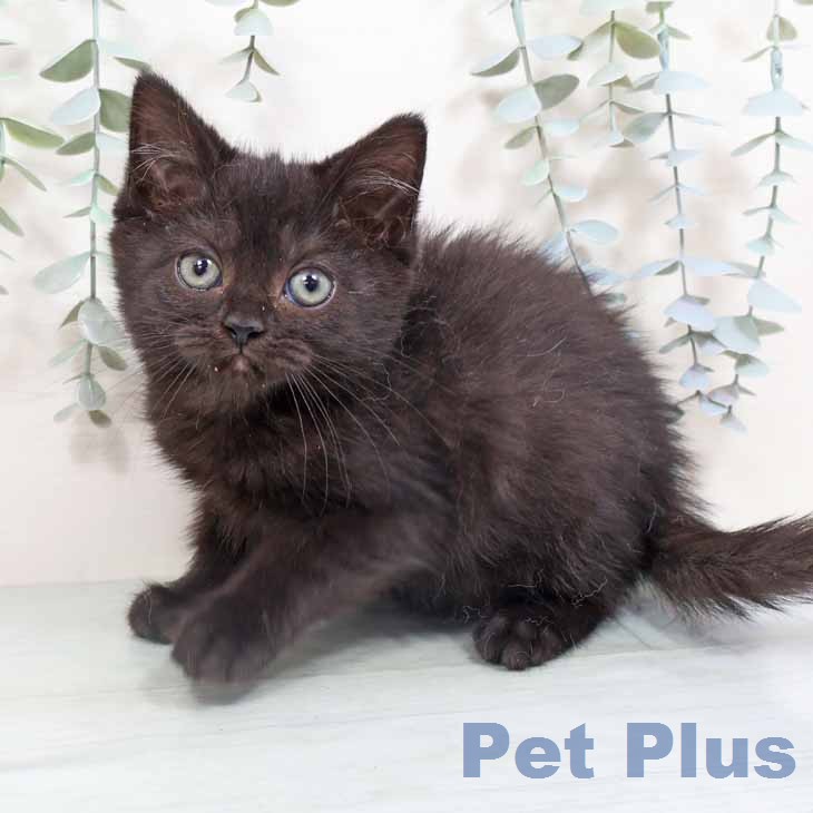 スコティッシュフォールドの写真2