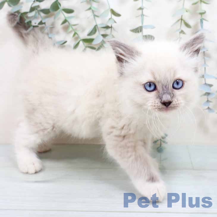 ラグドールの写真2